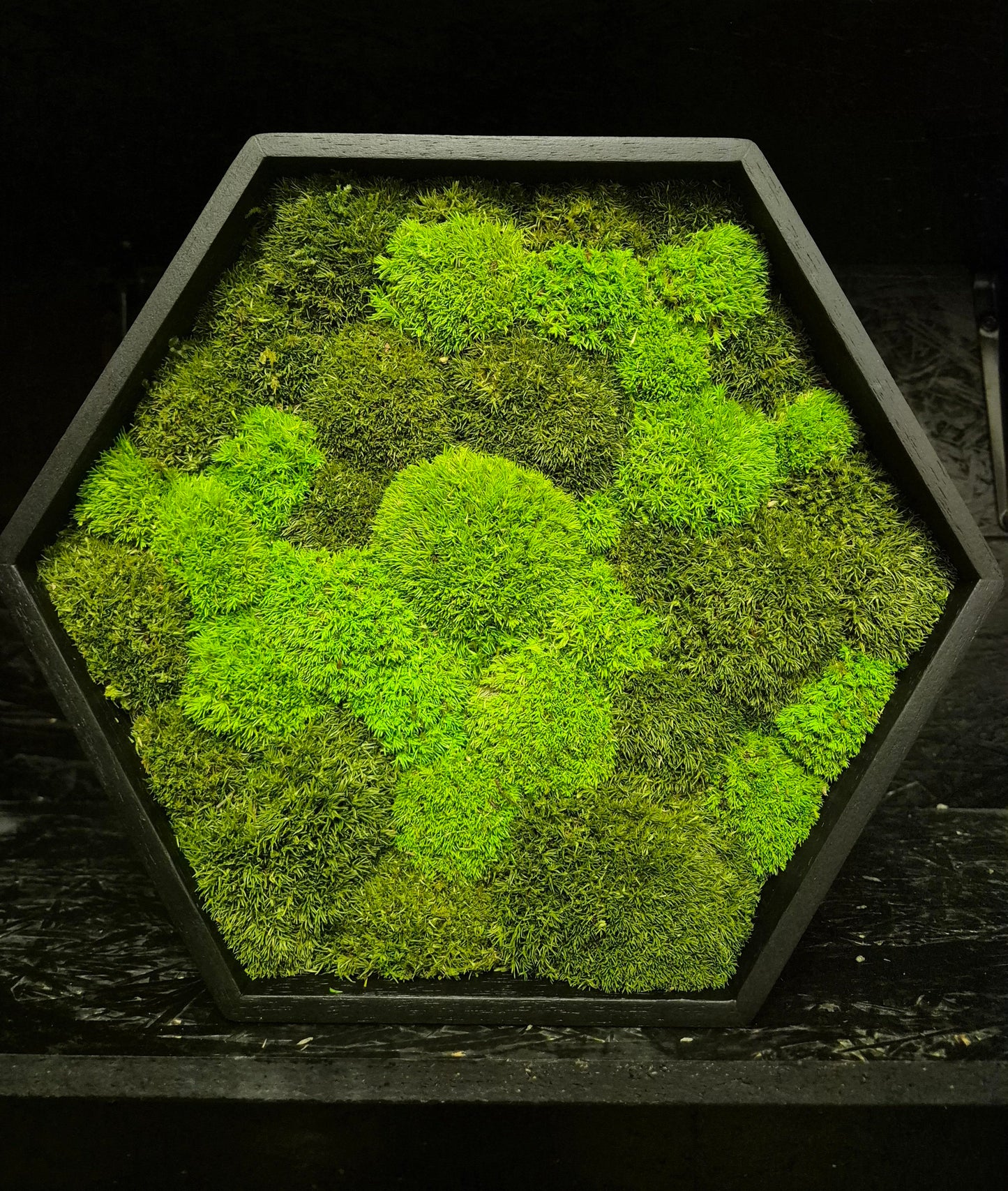 Moosbild Hexagon Kugelmoos DUO Light green 30cm